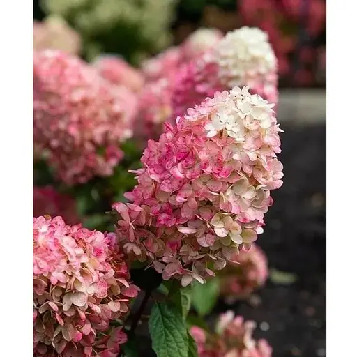 Гортензія волотиста 2-річна "Living-Rasberry Pinky" висота саджанця 20-30см (186202) 1 саженец - фото 1