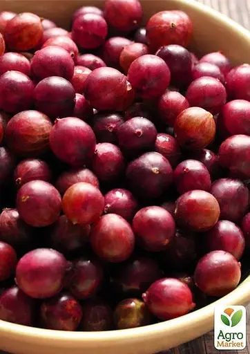 Штамбовий аґрус Agro-Market "Високий Замок" (середній термін дозрівання) (45315) 1 саджанець в упаковці - фото 3