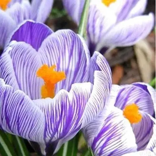 Крокус крупноцветковый "Pickwick" (размер 7/8, большой) 5 шт (17229) - фото 1