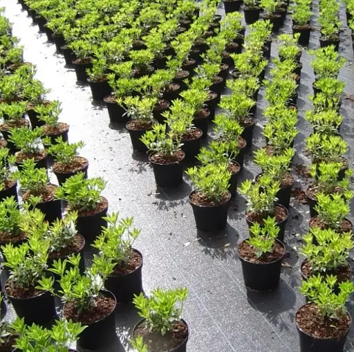 Агротканина Shadow 100 г/м² 1.1 x 50 м АТЧ000012 - фото 5