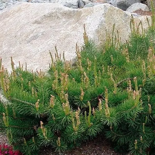 Сосна привитая Agro-Market 2-х летняя обыкновенная Hillside Creeper С2 высота 20-25 см 187467 1 саженец в упаковке - фото 1