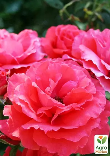 Роза в контейнере чайно-гибридная "Duftwolke" (садник класса АА+) (180837) 1 саженец - фото 4