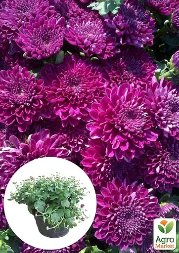 Хризантема Садова Cherry Lace (висота 30-50см) (63389) 1 саженец - фото 3