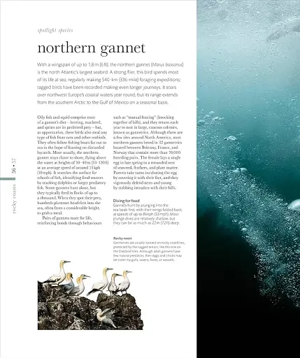 The Science of the Ocean. The Secrets of the Seas Revealed - фото 6