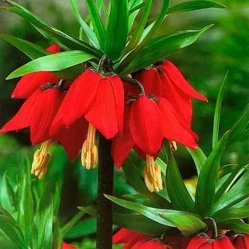 Фритилария "Rubra" 1 шт (25295) - фото 1