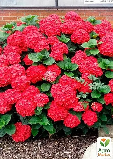 Гортензія крупнолистова 2-х річна "Red Baron" висота саджанця 20-40см (185072) 1 саженец - фото 4
