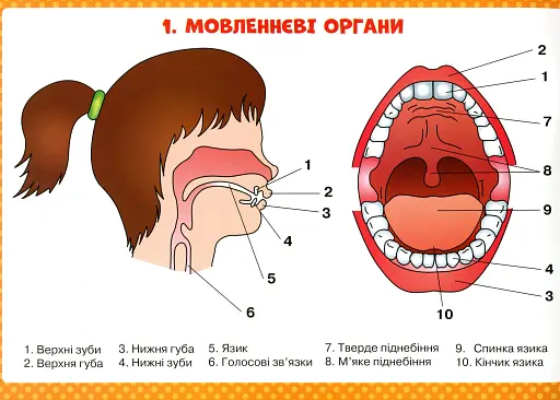 Логопедичні таблиці. Органи мовлення. Артикуляція звуків - фото 2