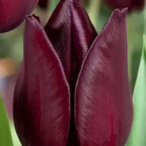 Тюльпан "Eduard Pelger" (186303) 2 шт - фото 1