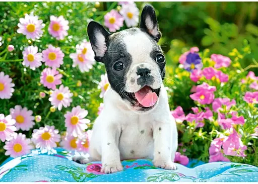Пазл Castorland Щенка французского бульдога 500 эл. (B-53650) - фото 2