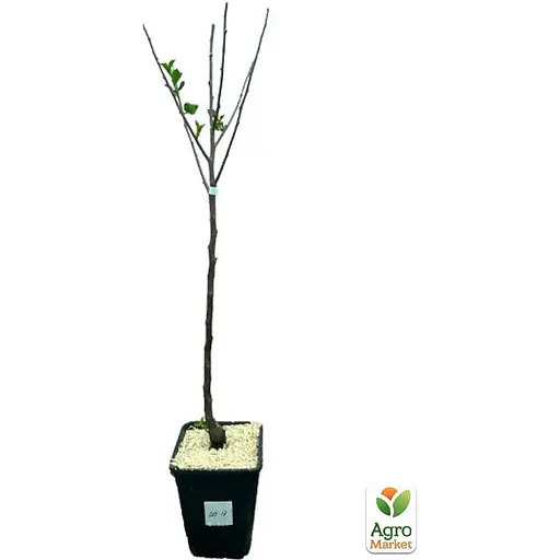 Вишня "Повстиста" укорінена в контейнері (саджанець 2 роки) (153248) 1 саджанець в упаковці - фото 2