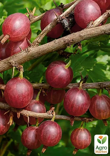 Крыжовник Agro-Market "Раволт" (средний срок созревания, неприхотливый для выращивания сорт) (187563) 1 саженец в упаковке - фото 2