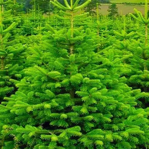 Ялиця Нордмана (жива ялиця в горшку висота 70-90см) (72317) 1 саджанець - фото 1