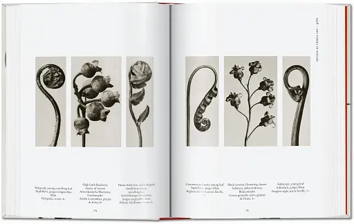 Karl Blossfeldt. The Complete Published Work. 40th Edition - фото 4