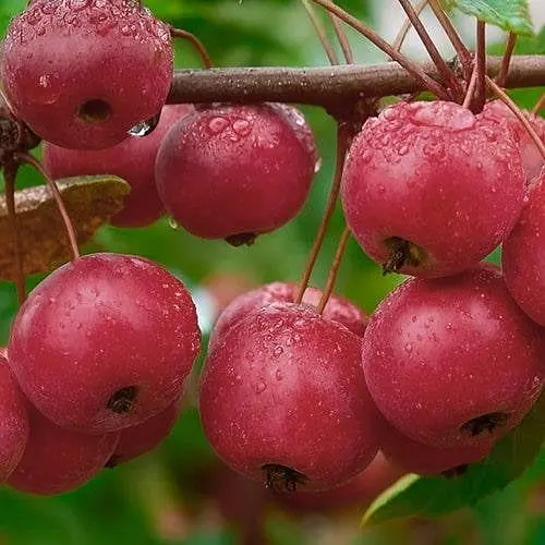 Яблуня Ранетка Agro-Market райське яблучко 188004 1 саджанець в упаковці - фото 1