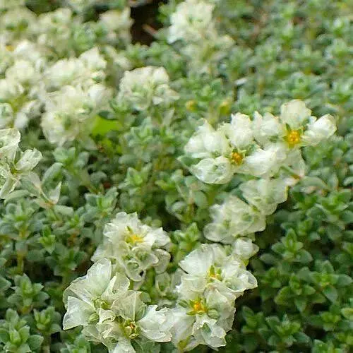 Паронихия подушковидная (редкое, ползучее вечнозеленое многолетнее растение) (188631) 1 саженец в упаковке - фото 1