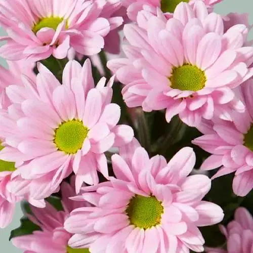 Хризантема мультифлора куляста "Frejus Pink" (189653) 1 саженец - фото 1