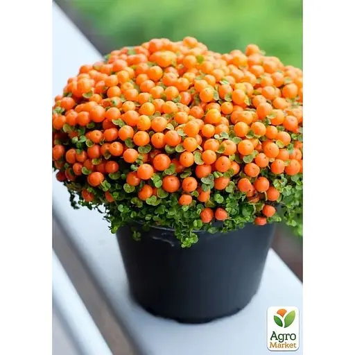 LMTD Нертера Agro-Market Astrid с плодами (высота 15-25см) (189313) 1 саженец в упаковке комнатный Нидерланды - фото 3