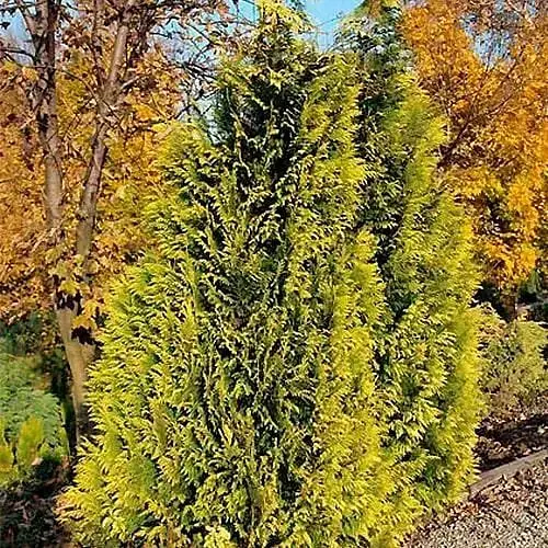 Кипарисовик Лавсона "Golden Wonder" (ком/сітка) висота 150-170см (188438) 1 саджанець - фото 1