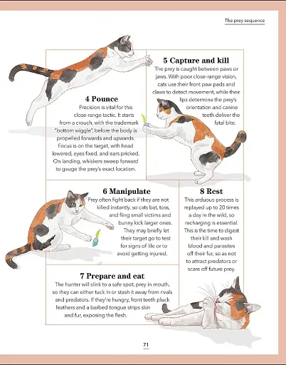 What's My Cat Thinking? Understand Your Cat to Give Them a Happy Life - фото 10