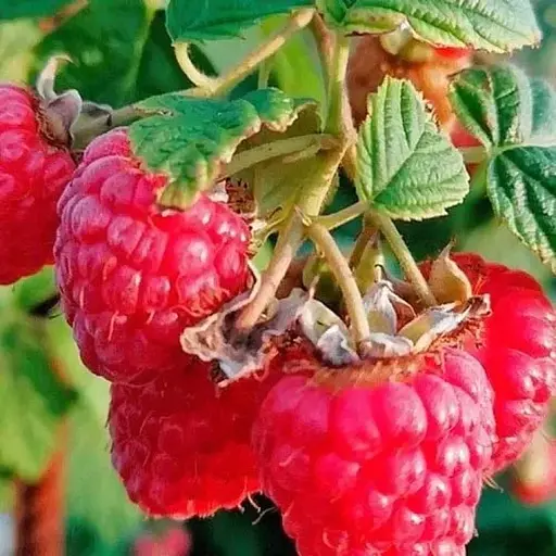 Малина Agro-Market "Красная королева" (бесшипный высокоурожайный и морозоустойчивый сорт) 1-летний саженец (189537) 1 шт в упаковке - фото 1