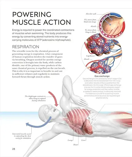 Science of Swimming. Transform Your Stroke, Improve Strength, Revolutionize Your Training - фото 6