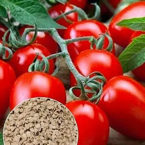 На вес Томат Весна Сливка-Ленивка 1 г (52195) - фото 1