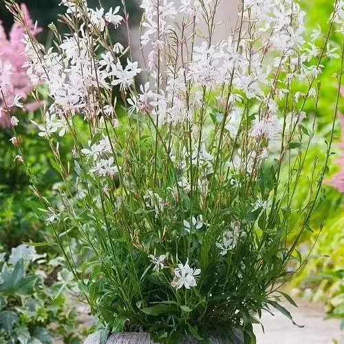 Гаура Ліндхеймера "Elurra White" (ефектний багаторічник) (189491) 1 саженец - фото 1