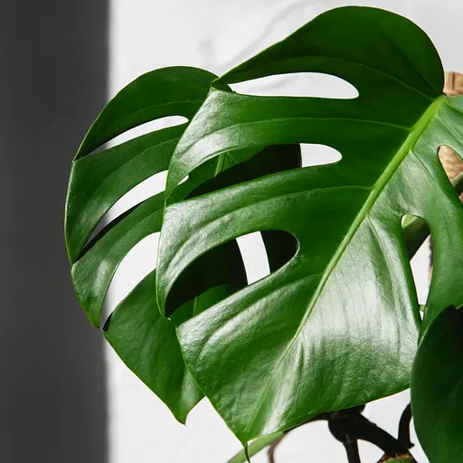 Торфосмесь для зелёных растений и пальм COMPO SANA® 20 л - фото 12