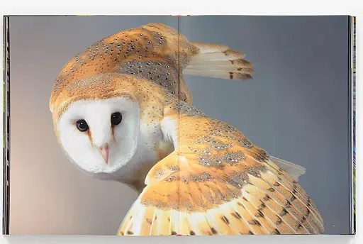 Birds. Photographs - фото 6