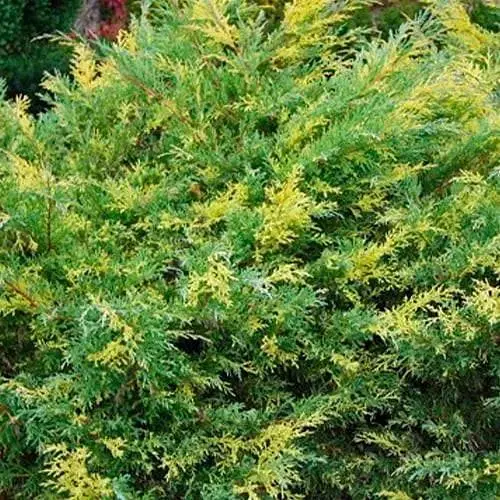 Можжевельник средний "Blue and Gold" (вазон Р9 высота 10-12 см) (187829) 1 саженец - фото 1