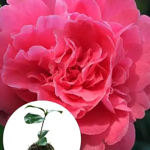 Камелия японская "Триумфаны" (181741) 1 саженец - фото 2