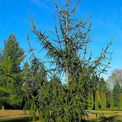 Ель обыкновенная Agro-Market Virgata С10 высота 100-120 см 188123 1 саженец в упаковке - фото 1