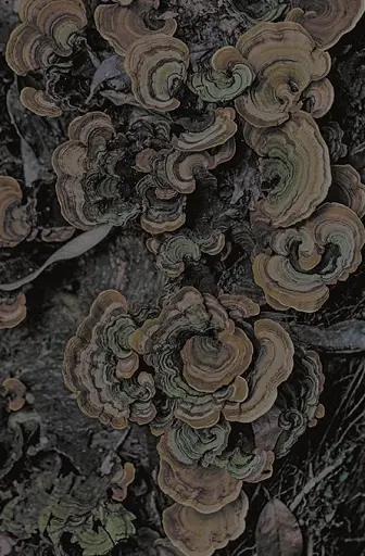 Отруйний плющ. Книга 1 - фото 3