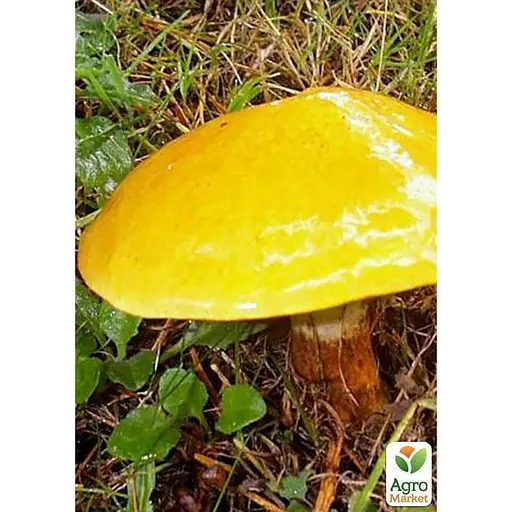 Сухий зерновий міцелій "Маслюк звичайний" 100г (45193) - фото 2