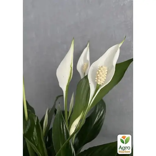 Спатифиллум Agro-Market Strauss 60-70см (188668) 1 саженец в упаковке (комнатный) Нидерланды - фото 1