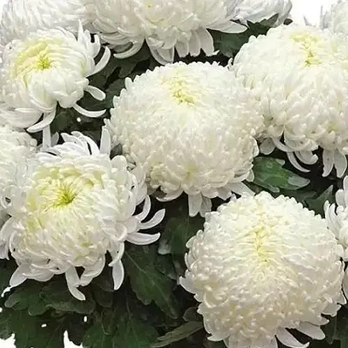 Хризантема "Bilkis" (низькоросла великоквіткова) (112733) 1 саженец - фото 1