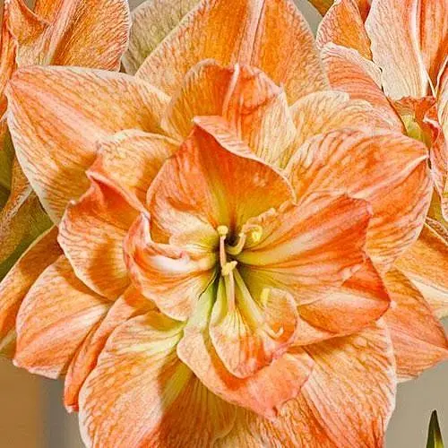 Амариллис махровый "Exotic Nymph" (Амариллис) (61616) 1 шт - фото 1