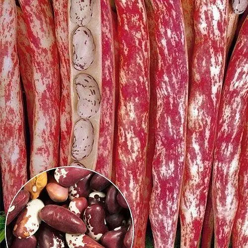 Квасоля "Ластівка" ТМ "Весна"  15г (22317) - фото 1