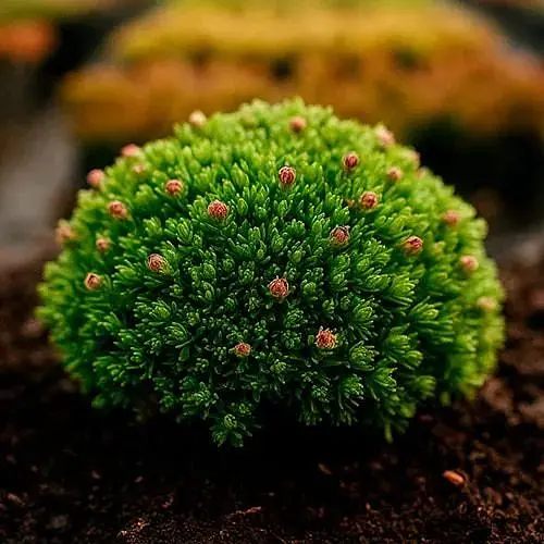 Ломкамень Арендса Juwel (187797) 1 саженец в упаковке - фото 1