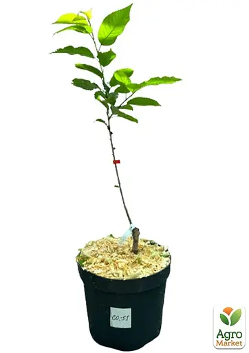 Черешня карликова "Сем" укорінена в контейнері (саджанець 2 роки) (153087) 1 саджанець в упаковке - фото 2