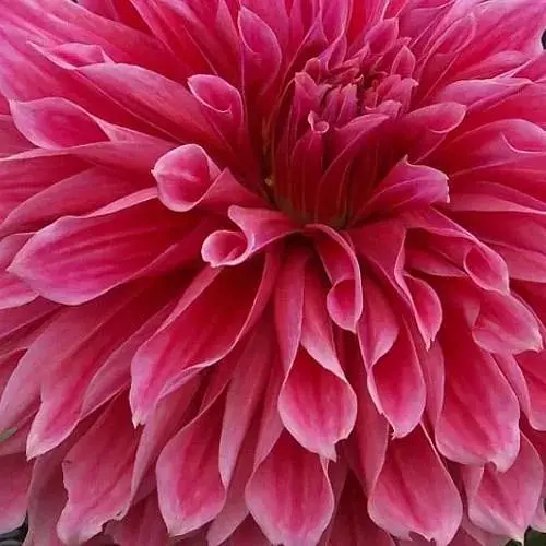 Жоржина "Emory Paul" (гігантська квітка) (183747) 1 шт - фото 1