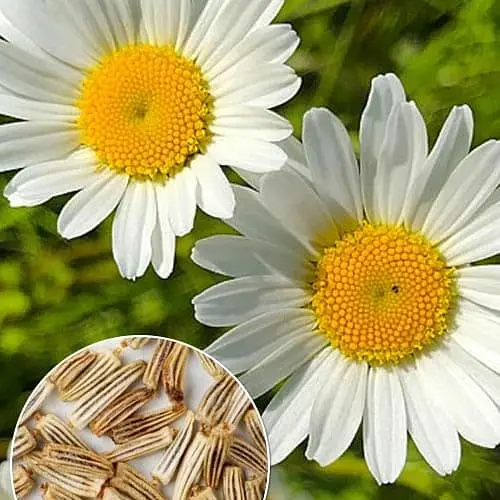 Нивяник "Стефания" (зипер) Весна 0.2г (183409) - фото 2