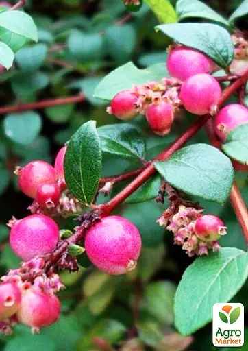 Снегоягодник Шено "Hancock" С2 (187656) 1 саженец - фото 2