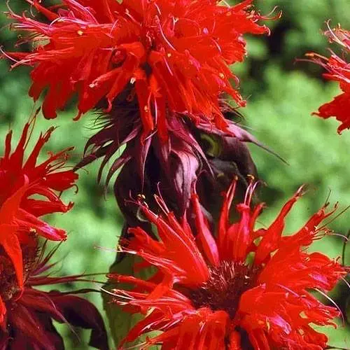 Бергамот (Монарда) "Othello" (188028) 1 саженец - фото 3