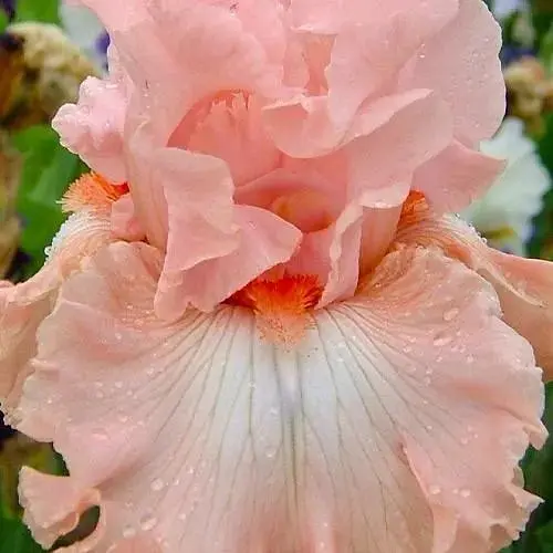 Ирис бородатый крупноцветковый "Pretty Kitty" (181071) 1 шт - фото 1