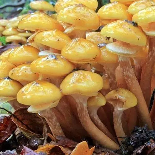 Сухий зерновий міцелій "Опеньок осінній" 100г (45189) - фото 1