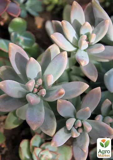 Граптоседум "Francesco Baldi" (182495) 1 саженец (комнатный) - фото 2