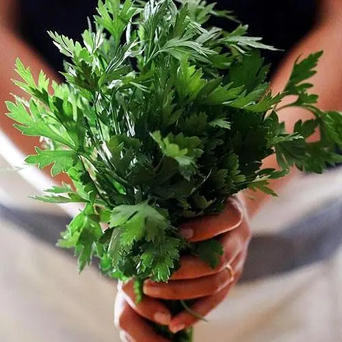 Петрушка Весна Ароматна (у банці) Органік 30г (44948) - фото 2