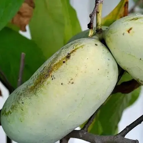 Азимина привитая Mary Foos Jones C1.5, высота 35-60 см (184645) 1 саженец в упаковке - фото 1