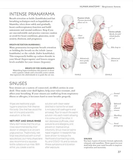 Science of Yoga. Understand the Anatomy and Physiology to Perfect Your Practice - фото 5